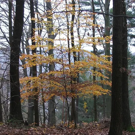 Albena